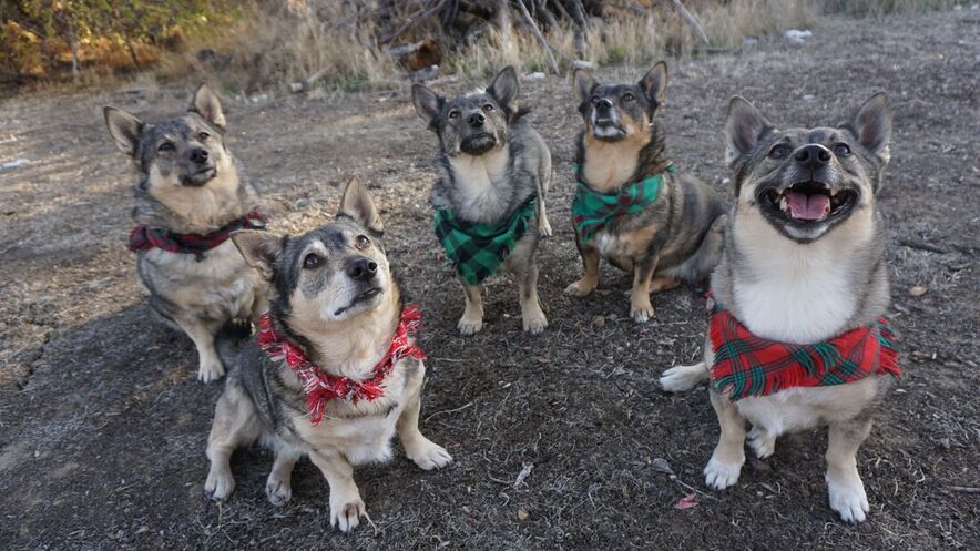 Windstorm Dogs, Swedish Vallhunds, Tracy California