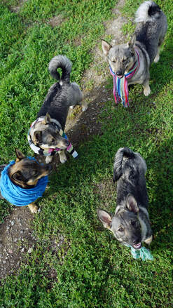 PictureWindstorm Dogs, Swedish Vallhunds, Tracy California