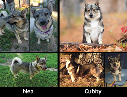 California Swedish vallhund breeder, Nea and cubby litter