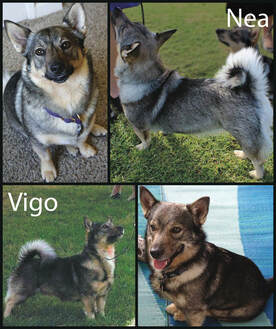 California Swedish vallhund breeder, Nea and vigo litterPicture