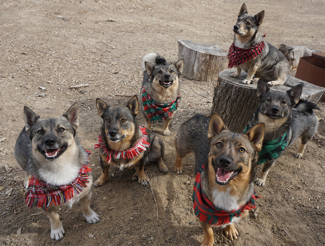 Windstorm Dogs, Swedish Vallhunds, Tracy California